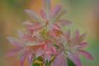 USA, Washington State, Seabeck. Japanese pieris leaves in spring. Art Print